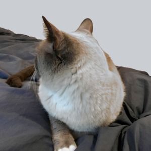 Meet your Posher, Yi